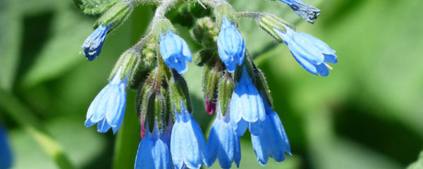 la-consoude-officinale