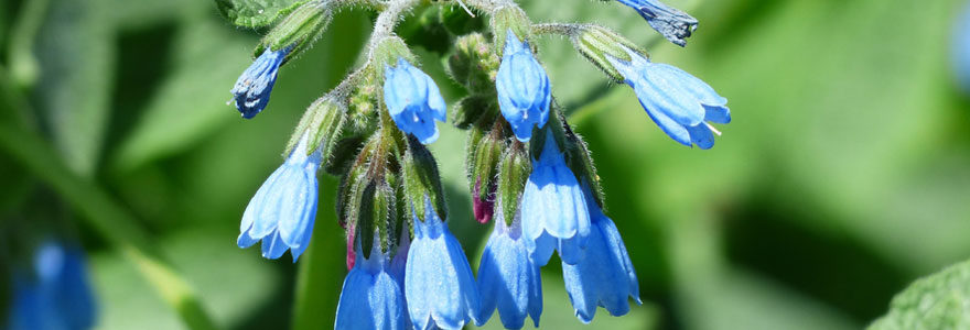 la-consoude-officinale