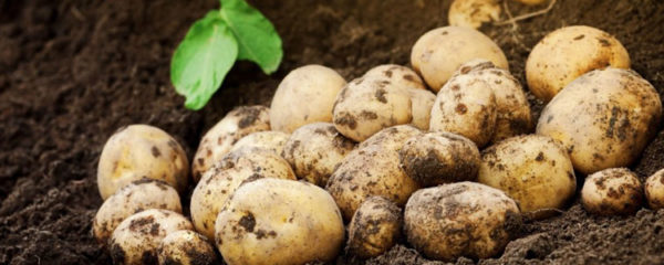 Plant de pomme de terre