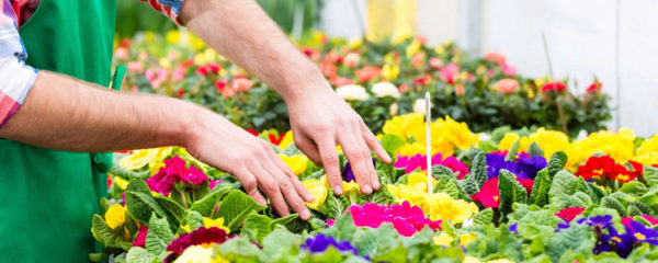 Jardinerie